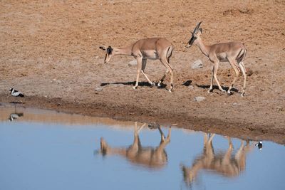 Etosha National Park, Chudop Waterhole