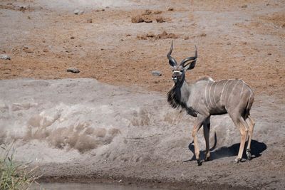 Etosha National Park, Chudop Waterhole
