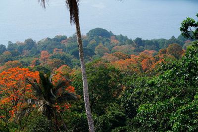 Príncipe Island, Roça Terreiro Velho