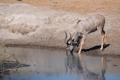 Etosha National Park, Chudop Waterhole