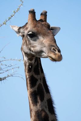 Etosha National Park, to Chudop Waterhole