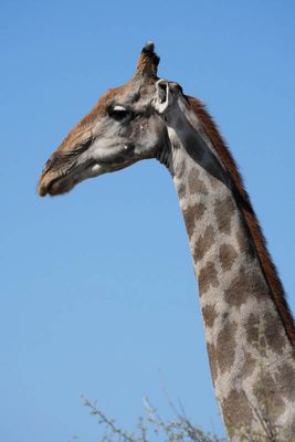 Etosha National Park, to Chudop Waterhole