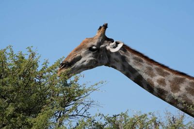 Etosha National Park, to Chudop Waterhole