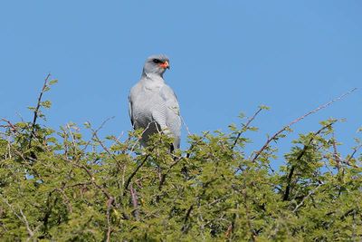 Etosha National Park, to Chudop Waterhole
