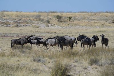 Etosha National Park, to Chudop Waterhole