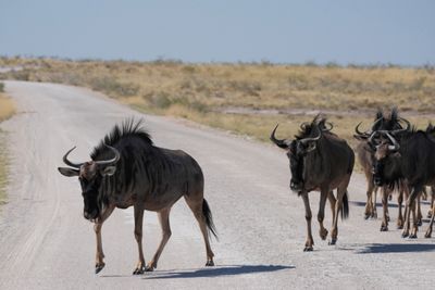 Etosha National Park, to Chudop Waterhole
