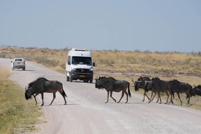 Etosha National Park, to Chudop Waterhole