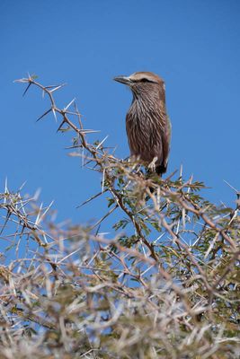 Etosha National Park, to Chudop Waterhole