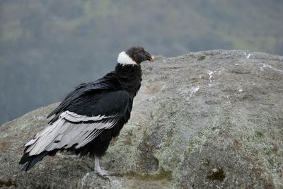 Popayán, Parque Puracé, Condor Lookout