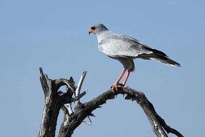 Etosha National Park, to Etosha Lookout
