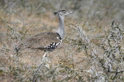 Etosha National Park, to Etosha Lookout