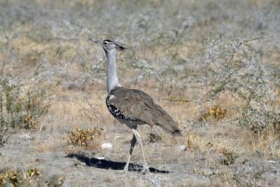 Etosha National Park, to Etosha Lookout