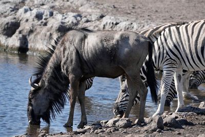 Etosha National Park, Etosha Waterhole