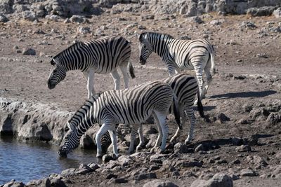 Etosha National Park, Etosha Waterhole