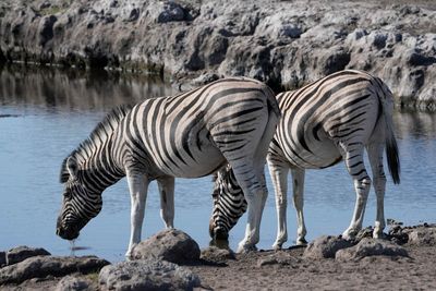 Etosha National Park, Etosha Waterhole