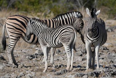 Etosha National Park, Etosha Waterhole