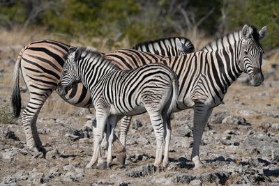 Etosha National Park, Etosha Waterhole