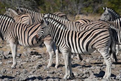 Etosha National Park, Etosha Waterhole