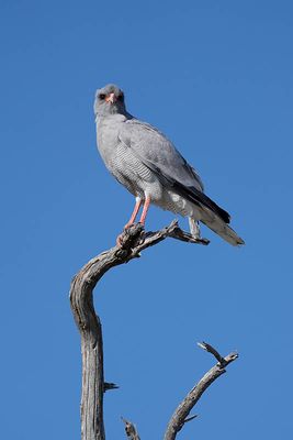 Etosha National Park, to Etosha Waterhole