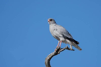 Etosha National Park, to Etosha Waterhole