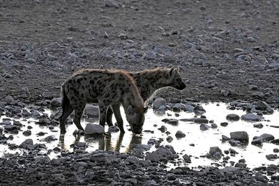 Etosha National Park, Halali Waterhole