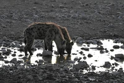 Etosha National Park, Halali Waterhole