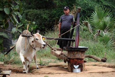 Bagan, Near Taun Zin Village