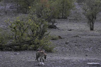 Etosha National Park, Halali Waterhole