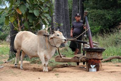 Bagan, Near Taun Zin Village