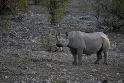 Etosha National Park, Halali Waterhole