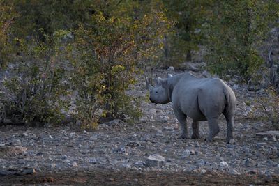 Etosha National Park, Halali Waterhole