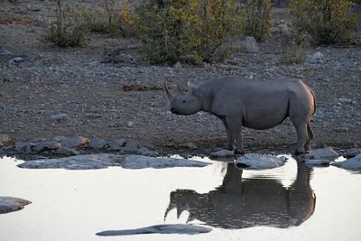 Etosha National Park, Halali Waterhole