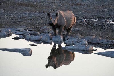 Etosha National Park, Halali Waterhole