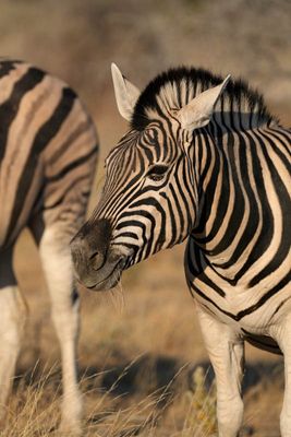 Etosha National Park, near Halali
