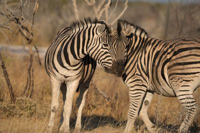 Etosha National Park, near Halali