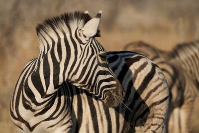 Etosha National Park, near Halali