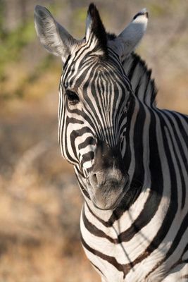 Etosha National Park, near Halali