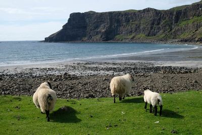 Isle of Skye, Talisker Bay