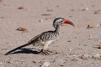 Etosha National Park, Halali