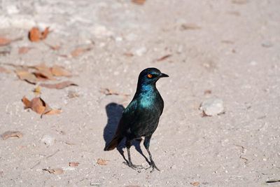 Etosha National Park, Halali