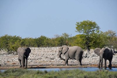 Etosha National Park, Nuamses Waterhole
