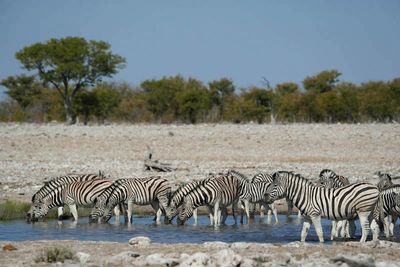 Etosha National Park, Nuamses Waterhole