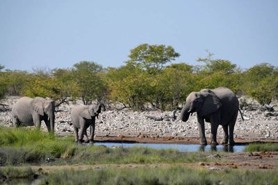 Etosha National Park, Nuamses Waterhole
