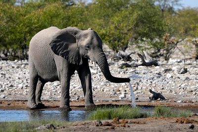 Etosha National Park, Nuamses Waterhole