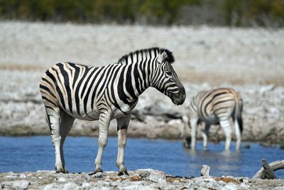 Etosha National Park, Nuamses Waterhole