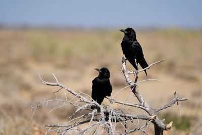 Etosha National Park, from Charitsaub to Nuamses Waterhole