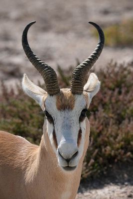 Etosha National Park, from Charitsaub to Nuamses Waterhole