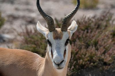 Etosha National Park, from Charitsaub to Nuamses Waterhole