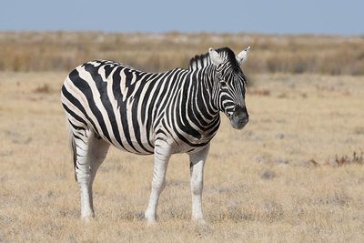 Etosha National Park, near Sueda