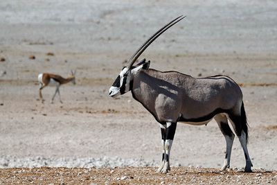 Etosha National Park, Rietfontein Waterhole